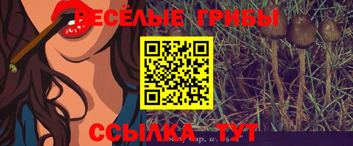 Элиста  Галлюциногенные грибы Cubensis  Галлюциногенные грибы Cubensis  Вход с VPN 
